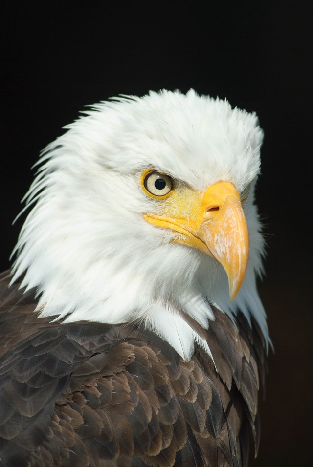 animal-bald-eagle-bird-of-prey-36846