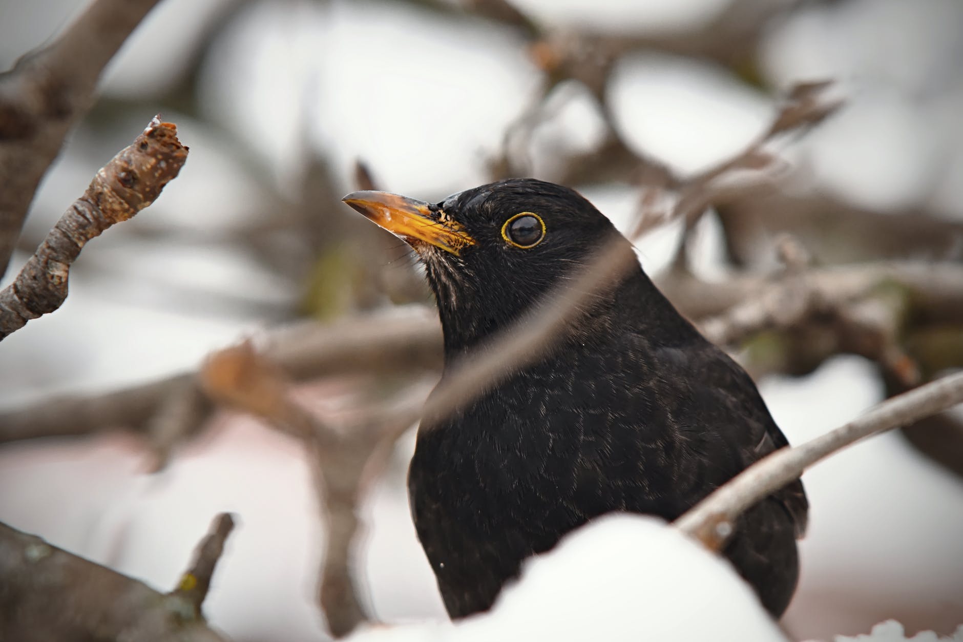 photo of perched common blackbird